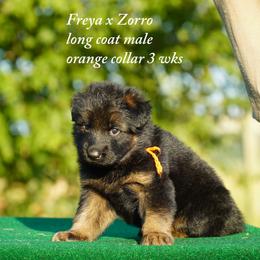 Orange collar male - Black and red male German Shepherd puppy in Chrisney, Indiana from Indiana German Shepherds