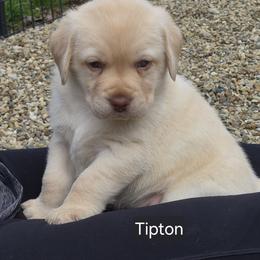 Tipton - Yellow male Labrador Retriever puppy in Greenwich, Ohio from Pure Gem Kennel