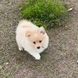 Pomeranians from Princess Shishie Puppy Kingdom