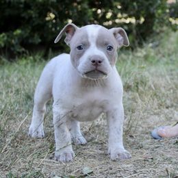 Cheerio - Liver American Bully puppy in Toledo, Washington from Mountain Pride Bullies
