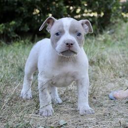 Cheerio - Liver American Bully puppy in Toledo, Washington from Mountain Pride Bullies