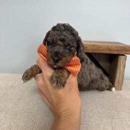 Orange collar - Blue merle male Bernedoodle puppy in Calico Rock, Arkansas from Cottrell’s Poodles & Doodles