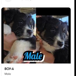 Boy A - Black tri-color male Australian Shepherd puppy in Yakima, Washington from Luna's Australian Shepherd