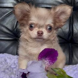 Chihuahua Puppies from Sugar Cookie Chihuahuas
