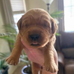 Green - Dark golden female Golden Retriever puppy in Mountain Home, Idaho from Poppy's Garden Golden Retrievers