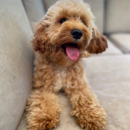 Cavapoos from Sleeping Bear Kennels
