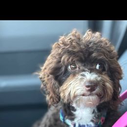 Bernedoodle, Cavapoo, Goldendoodle, Poodle, and Shihpoo All Grown Up from Sugarland's Texas Goldendoodles