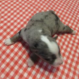 Boy 2 - male Toy Australian Shepherd puppy in Warrensburg, Missouri from Booty Shaker Toy and Miniature Poodles and Aussies