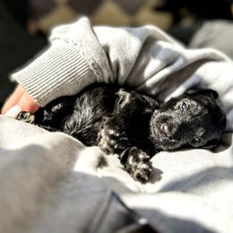 Goldendoodle Puppies from Summer Sun Doodles