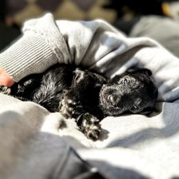 Goldendoodle Puppies from Summer Sun Doodles