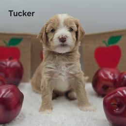 Tucker - Apricot male Goldendoodle puppy in Summerville, South Carolina from Channys Doodles