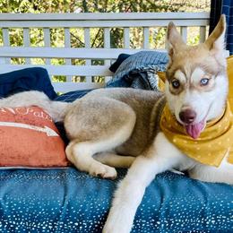 Siberian Huskies from Blue Summit Siberians