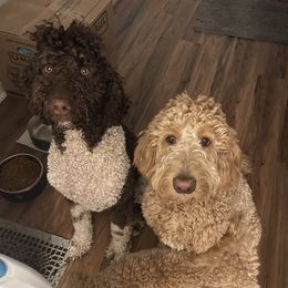 Goldendoodles from Doodle Love of Central Illinois