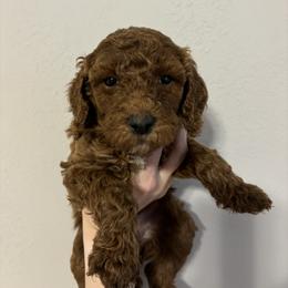 Poodle Puppies from Lady Mae's Standard Poodles