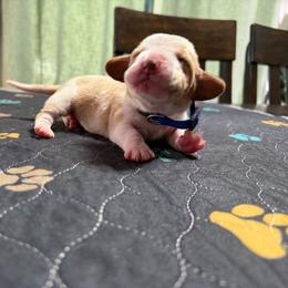 Mateo- dark blue - Red and white male Basset Hound puppy in Park City, Kansas from Stegmans Basset Hounds