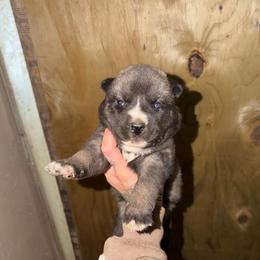 Girl 1 - Agouti and white female Siberian Husky puppy in Iron River, Wisconsin from Wiemeri Siberians