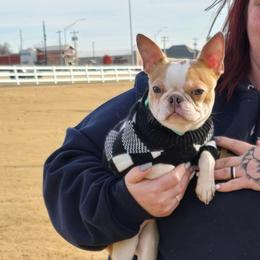 Pistol - Blue female Boston Terrier puppy in Minco, Oklahoma from Findley’s Furbabies