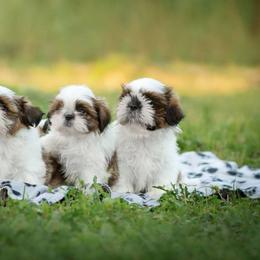 Poodle and Shih Tzu Puppies from Ganna Sultan