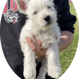 West Highland White Terrier Puppies from Haseleu Westies