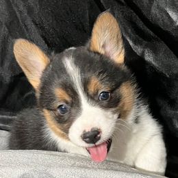 Rita - Black and tan Pembroke Welsh Corgi puppy in Clarksdale, Missouri from Conley Pembroke Welsh Corgis