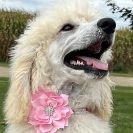 Boy 9 - Poodle puppy from Lake Effect Poodles, Leesa’s Jewlz