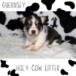 Guernsey - Blue merle and white female American Corgi puppy in Greenwood, Indiana from Witch Creek Corgis