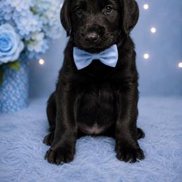 Wesson - Black male Labradoodle puppy in Washington, Pennsylvania from Patriotic Poodles