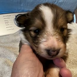 Buddy - Sable and white male Shetland Sheepdog puppy in Kerville, Texas from Cedar Hill Kennels