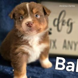 Baker (Medea) - Red tri-color female Australian Shepherd puppy in Smithfield, Utah from Invictus Farms