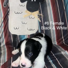 Gabriella - Black and white female Border Collie puppy in Liverpool, Pennsylvania from Breezy Acres Stock & Sporting Dogs