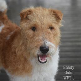 Chauncey - Wire Fox Terrier