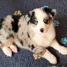 Elizabeth. - Blue merle female Miniature Australian Shepherd puppy in Myakka City, Florida from Gable A Aussies