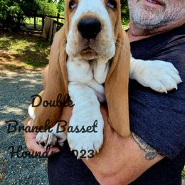 Basset Hound Puppies from Double Branch Basset Hounds