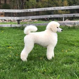 Poodle Puppies from D and D Standard Poodles