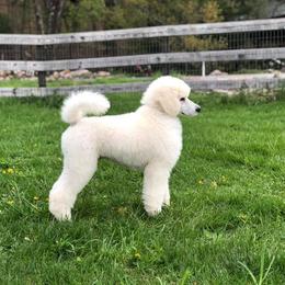 Poodle Puppies from D and D Standard Poodles