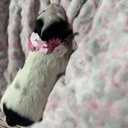 Miniature Schnauzer Puppies from LIZ FANCY SCHNAUZERS