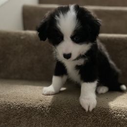 Marlin - Black tri male Miniature Australian Shepherd puppy in Midlothian, Virginia from Scearce breeders