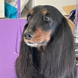 Dachshunds from Hartfelt Dachshunds