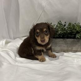 Dash - Chocolate and cream male Dachshund puppy in Stilwell, Oklahoma from B & K Dachshunds