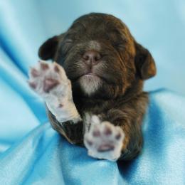 Lagotto Romagnolo Puppies from Morena