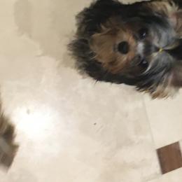 Yorkshire Terrier Puppies from Bricriu Kennels, Reg.