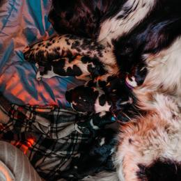Newfoundland Puppies from Kinson Ridge Giants