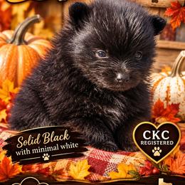 Dante - Black male Pomeranian puppy in Gun Barrel City, Texas from Petite Poms