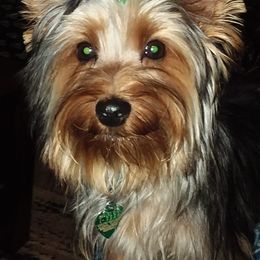Yorkshire Terriers from Roscoe Yorkies