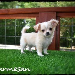Parmesan - Cream male Chihuahua puppy in Demorest, Georgia from Sourpatch Chihuahuas