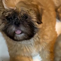 Shih Tzu Puppies from Shih-tzu Dynasty
