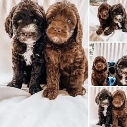 Australian Labradoodle Puppies from Cajun Land Doodles