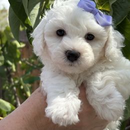 Miss Purple - White female Bichon Frise puppy in Sacramento, California from Charming Bichons
