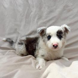Light Blue Merle Male - Blue merle male Border Collie puppy in Okeechobee, Florida from Cowtown Corgis & Border Collies