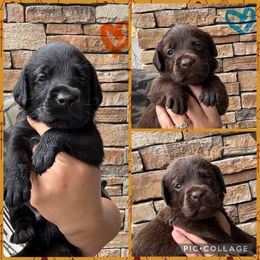 Grey Collar Male - Chocolate male Labrador Retriever puppy in Kissimmee, Florida from SunState Labs